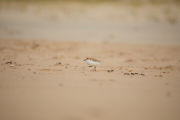 Red-capped plover on the foreshore