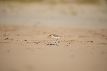 Red-capped plover on the foreshore