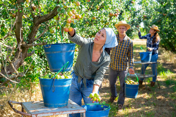 Asian female farmer engaged in picking of pears in orchard, laying harvested fruits in buckets