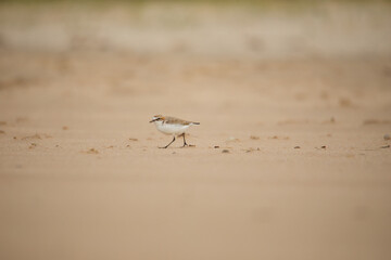 Red-capped plover on the foreshore