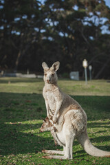 Naklejka na ściany i meble White kangaroo grazing with her joey.