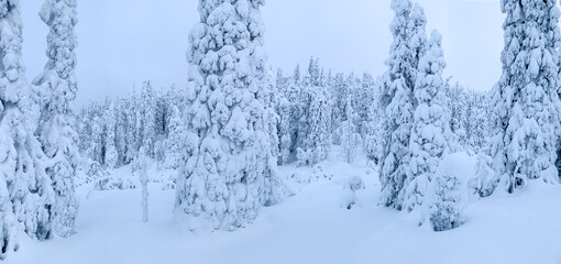 Scenic snow-covered forest panorama of real cold winter at North Karelia