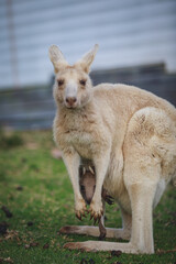 White kangaroo grazing with her joey.