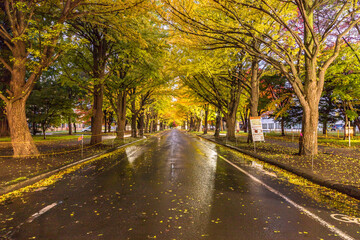 嗚呼、美しき北大銀杏並木