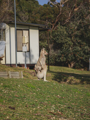 White kangaroo grazing with her joey. © Brayden
