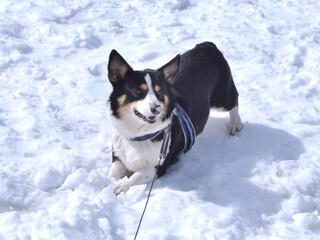 鼻の頭に雪をつけて笑う黒いコーギー犬