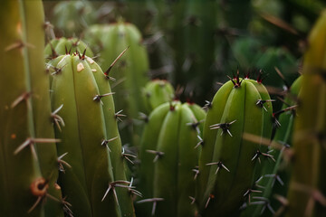 Obraz premium cactus in the garden