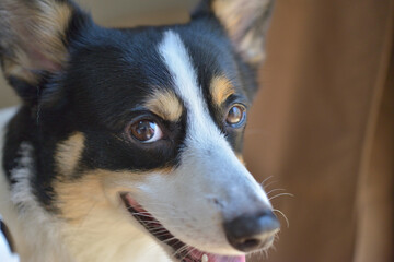 得意げに笑う黒いコーギー犬の顔のアップ