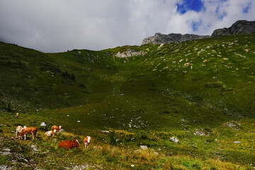 Fototapeta premium cows standing on a green meadow in the mountains