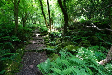 a refreshing spring forest with a path
