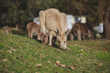 White kangaroo grazing with her joey. © Brayden