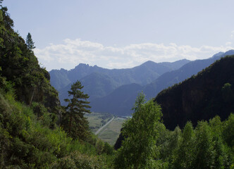 forest and mountains