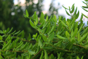 Obraz premium leaves of jasmine plant