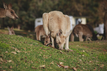 White kangaroo grazing with her joey. © Brayden