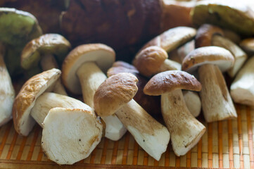 edible mushrooms on the table. Fresh Royal porcini mushrooms. Top view.