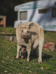 White kangaroo grazing with her joey. © Brayden