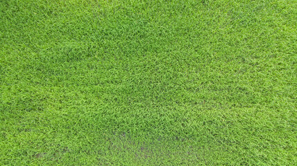Green grass background.	