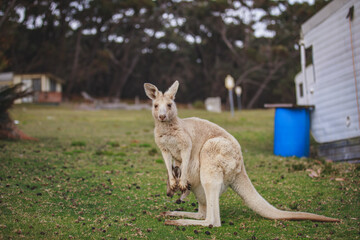 White kangaroo grazing with her joey. © Brayden