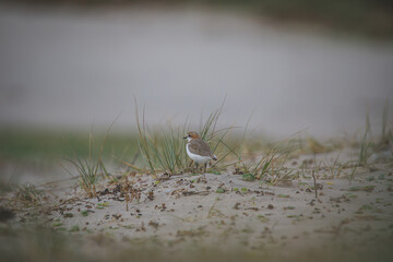 Red-capped plover on the foreshore