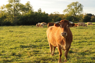 A cow herd is in the pasture