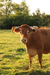 A cow herd is in the pasture