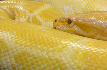 Big yellow python snake