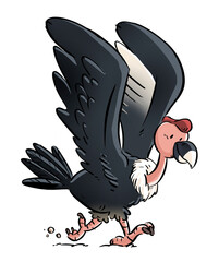 Condor illustration for children