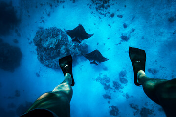 Two manta rays swimming below a diver in the blue sea - obrazy, fototapety, plakaty
