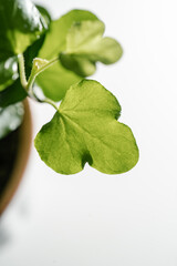 The leaf of the house plant is close.