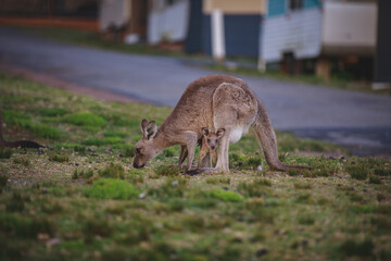Female Eastern Grey Kangaroo with her Joey