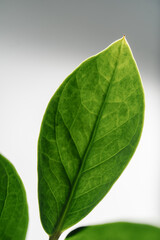 Obraz premium The leaf of the house plant is close.