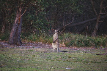 Female Eastern Grey Kangaroo with her Joey