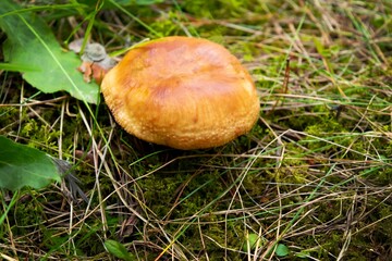 Boletus is edible mushroom in forest. Healthy and delicates food.