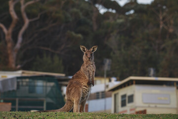 Female Eastern Grey Kangaroo with her Joey