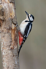 great spotted Woodpecker Dendrocopos major climbing on tree trunk