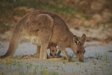 Fototapeta premium Female Eastern Grey Kangaroo with her Joey