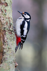 great spotted Woodpecker Dendrocopos major climbing on tree trunk