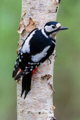 great spotted Woodpecker Dendrocopos major climbing on tree trunk