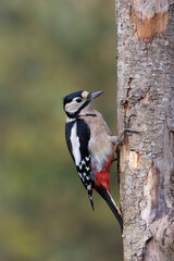 great spotted Woodpecker Dendrocopos major climbing on tree trunk