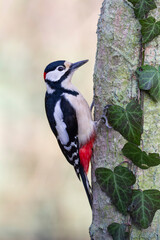 great spotted Woodpecker Dendrocopos major climbing on tree trunk