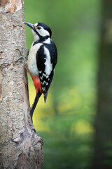 great spotted Woodpecker Dendrocopos major climbing on tree trunk