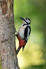 great spotted Woodpecker Dendrocopos major climbing on tree trunk