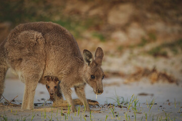 Female Eastern Grey Kangaroo with her Joey