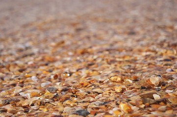 A crashing blue and green wave of water and sand on the ocean shore. Background for design with sea shells