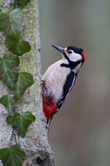 great spotted Woodpecker Dendrocopos major climbing on tree trunk