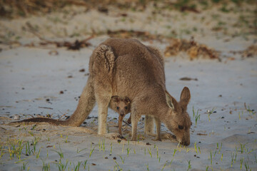 Female Eastern Grey Kangaroo with her Joey