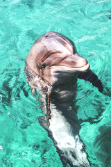 Smiling dolphin bathes and plays in the sea in the blue water of pool. Cute laughing relaxation...