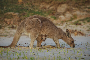 Female Eastern Grey Kangaroo with her Joey