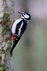 great spotted Woodpecker Dendrocopos major climbing on tree trunk