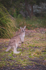 Naklejka na ściany i meble Female Eastern Grey Kangaroo with her Joey